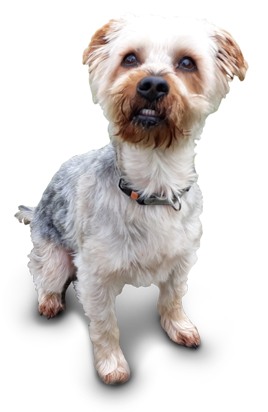 Benji Dog