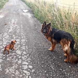 Dog Walking Knaresborough