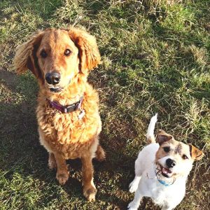 Dog Walking Knaresborough
