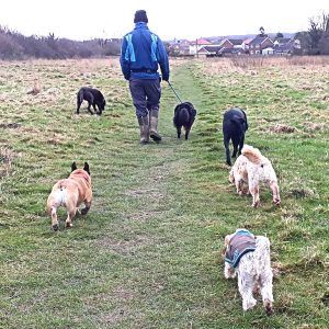 Dog Walking Knaresborough