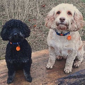 Dog Walking Knaresborough