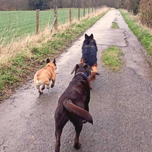 Dog Walking Knaresborough