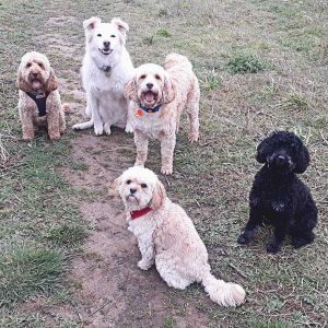 Dog Walking Knaresborough