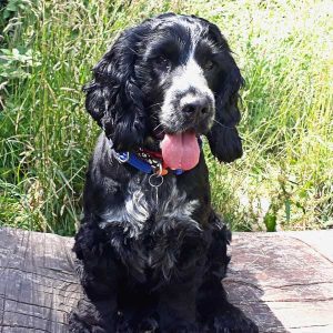 Dog Walking Knaresborough