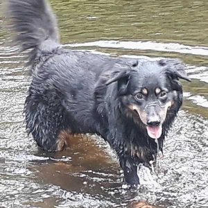Dog Walking Knaresborough