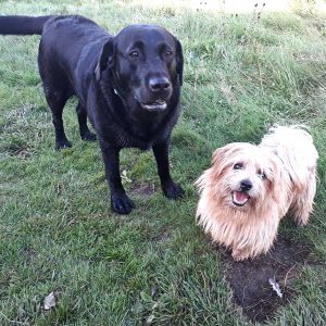 Dog Walking Knaresborough