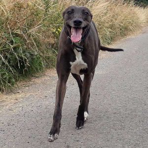 Dog Walking Knaresborough