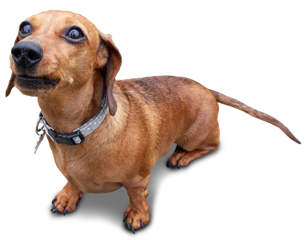 Mabel Dog