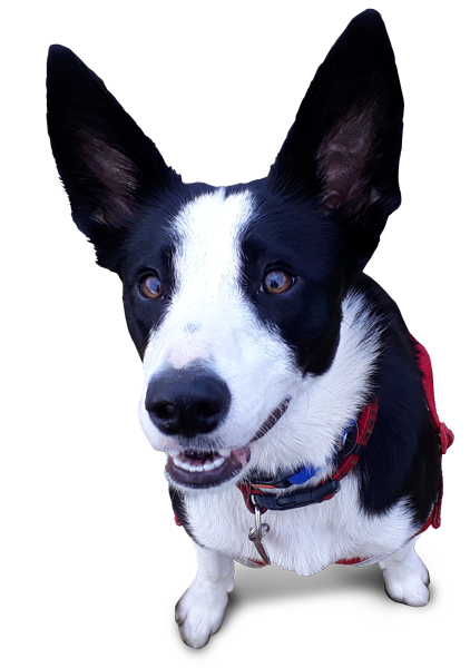 Stella Dog