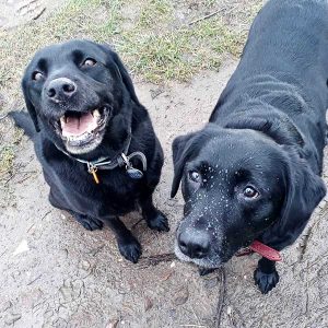 Dog walking knaresborough