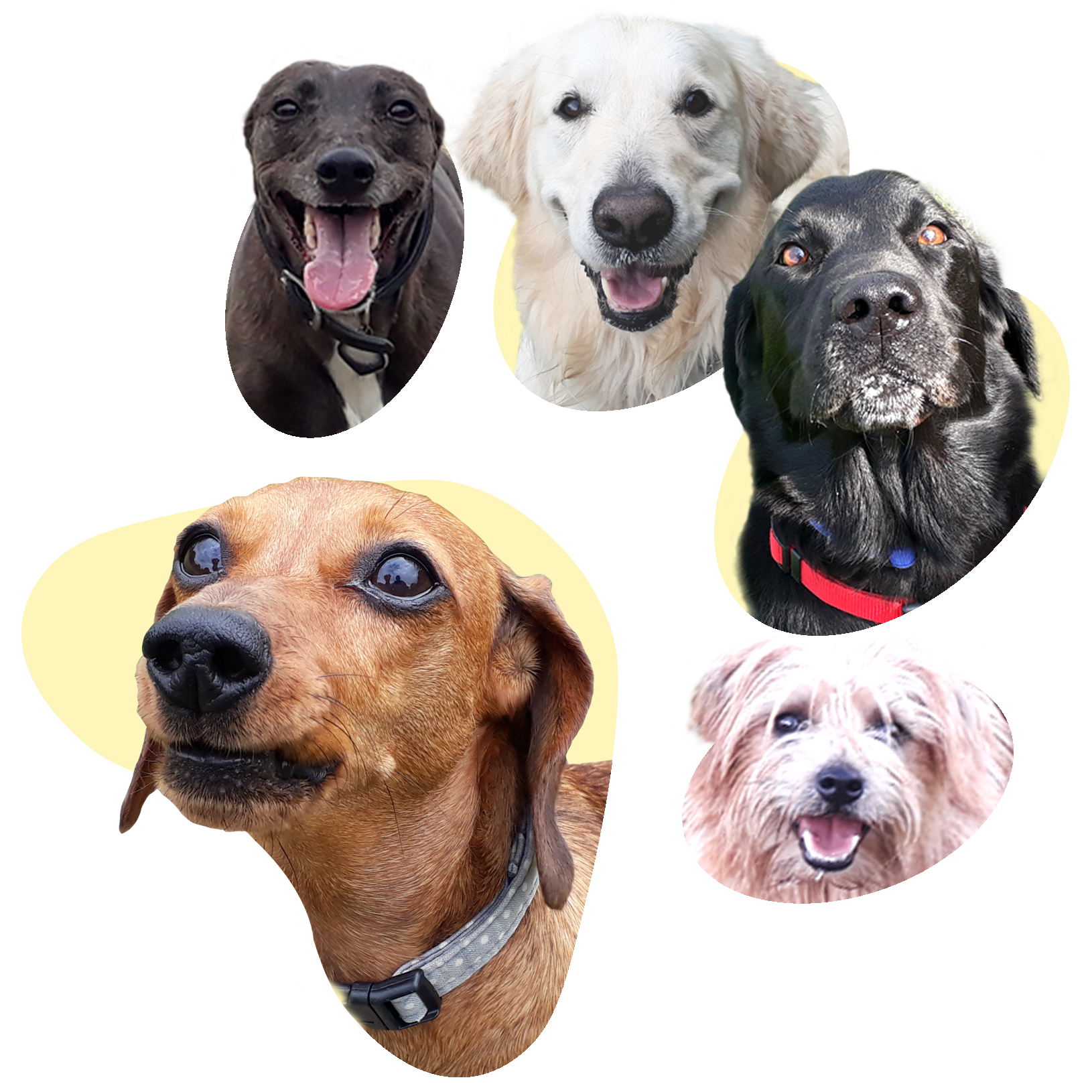 Dog Training Knaresborough